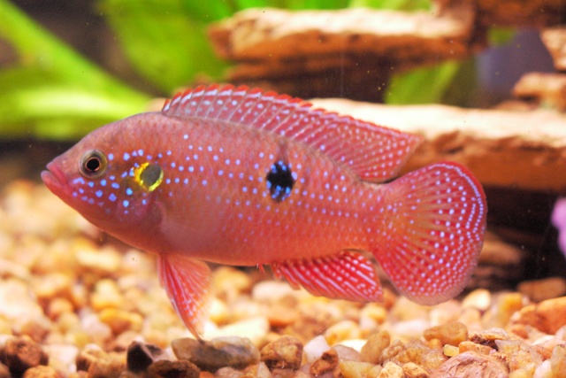 HEMICHROMIS BIMACULATUS